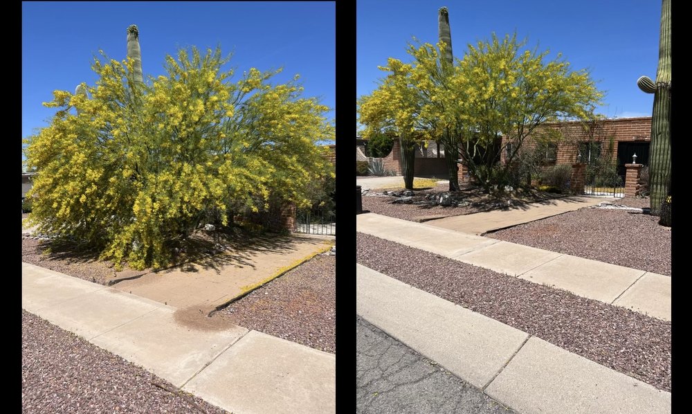 Jays Landscaping - tree service in Tucson, AZ