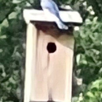 Lettuce Lake Park - Eastern bluebird. This is the best my iPhone could do... - Parks Near Me - Tampa, Florida