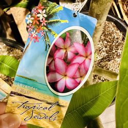 Costco Wholesale - Plumeria plants available in the summer!