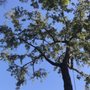 Photo of Ray's Tree Service