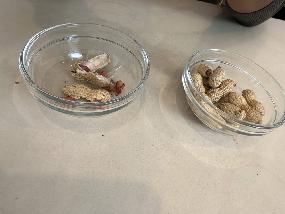 Flipper's jiyūgaoka