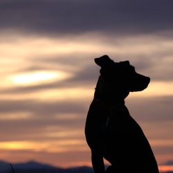 Quality of Life In-Home Pet Euthanasia Service