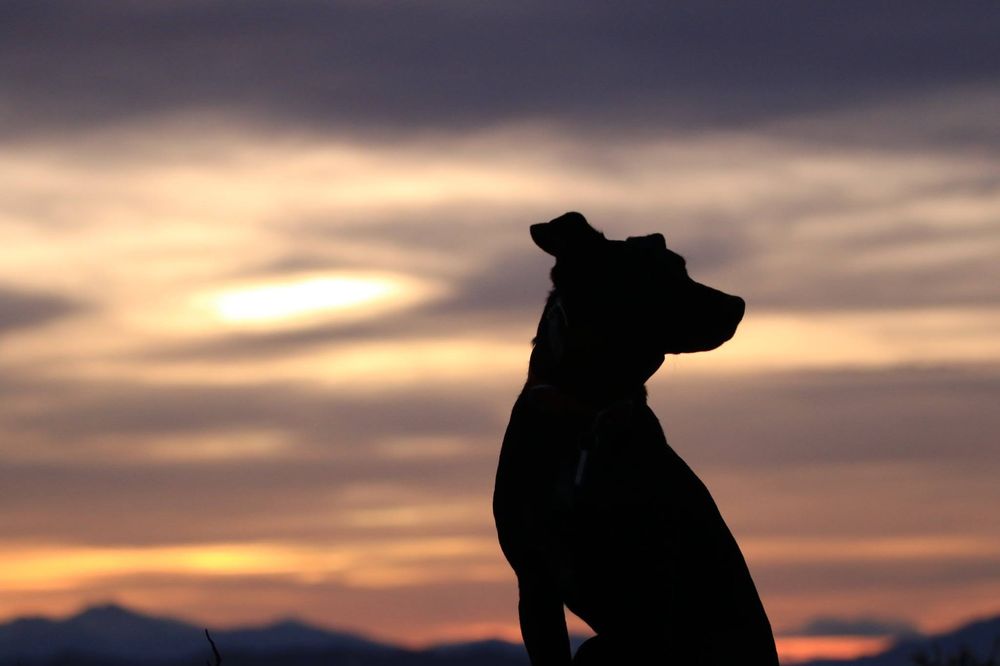 Quality of Life In-Home Pet Euthanasia Service Image