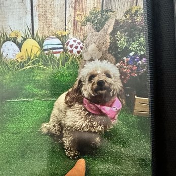 Dogtopia - Pet Boarding Near Me - Upland, California