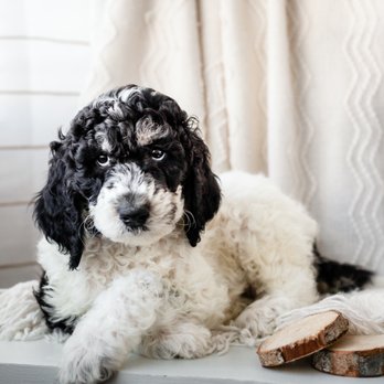 Doodle Belle Puppy - Poodle Puppy - Pet Breeders Near Me Doodle Belle Puppy - Poodle Puppy - Pet Breeders Near Me