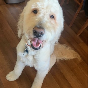Doggie Dos  - Our golden doodle, Bronx - Pet Groomers Near Me - La Mesa, California