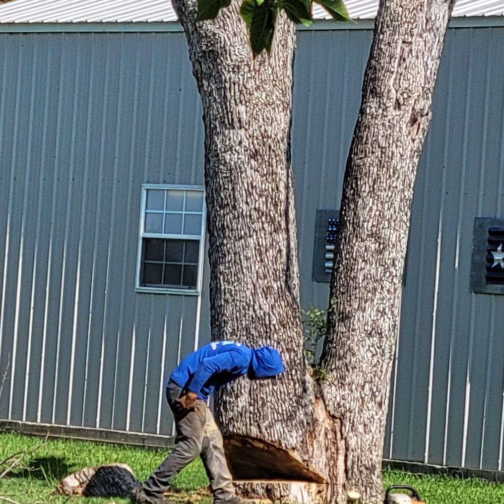 J. Efren Tree Service - Tree Services Near Me