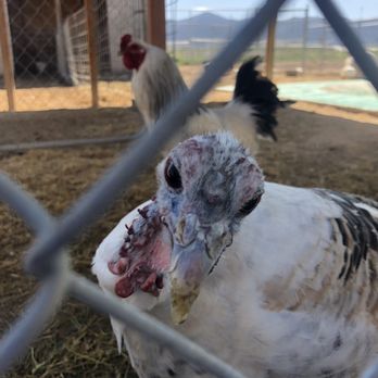 Scipio Petting Zoo - Turkey - Petting Zoos Near Me - Scipio, Utah Scipio Petting Zoo - Turkey - Petting Zoos Near Me - Scipio, Utah