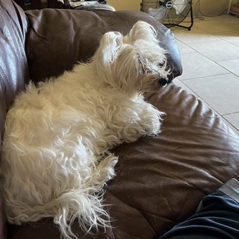 Arroyo Veterinary Clinic - Sydney's favorite spot in the couch. - Veterinarians Near Me - Las Cruces, New Mexico Arroyo Veterinary Clinic - Sydney's favorite spot in the couch. - Veterinarians Near Me - Las Cruces, New Mexico