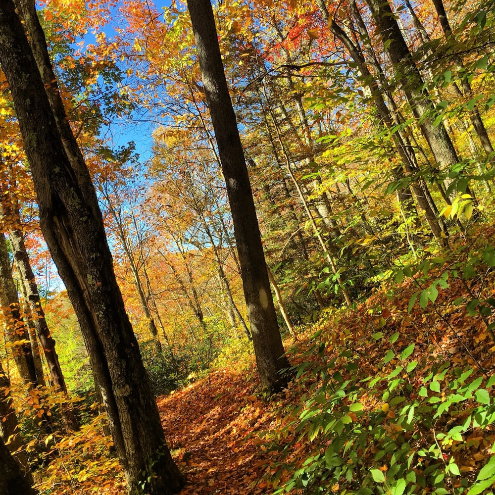 MONONGAHELA NATIONAL FOREST Updated June 2024 29 Photos & 11