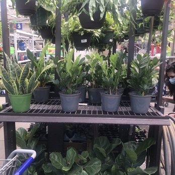 Lowe's Home Improvement - ZZs and fiddle leaf figs - Hardware Stores Near Me - Murray, Utah