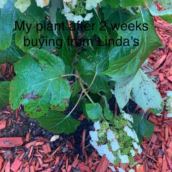 Linda's Plants and Shrubs - Nurseries & Gardening Near Me - Hendersonville, North Carolina Linda's Plants and Shrubs - Nurseries & Gardening Near Me - Hendersonville, North Carolina