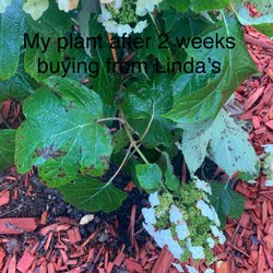 Linda's Plants and Shrubs