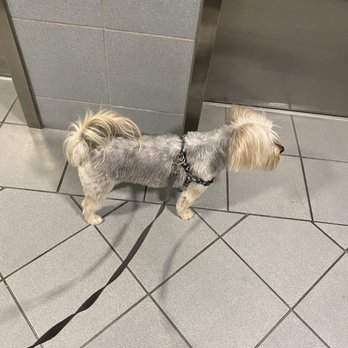 D.O.G  -  Coral Gables - Pet Groomers Near Me - Coral Gables, Florida