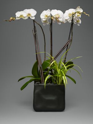 L'Olivier Floral Atelier by null