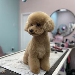 Heavenly Paws - My sweet Toy Poodle, Toby