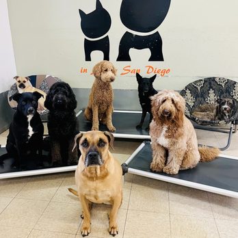 Wags & Ruffs - Jujube and her friends - Pet Boarding Near Me - San Diego, California