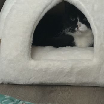 Amethyst Veterinary Clinic - Diablo loving the cozy bed! - Veterinarians Near Me - Chandler, Arizona