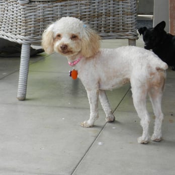 Austin Pet Stylist - Scruffy after Jade's work - Pet Groomers Near Me - Austin, Texas Austin Pet Stylist - Scruffy after Jade's work - Pet Groomers Near Me - Austin, Texas