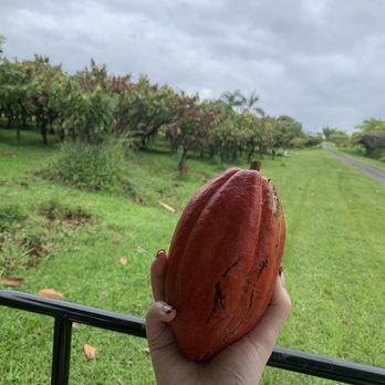 Lavaloha - Cocoa pod right off to tree - Chocolatiers & Shops Near Me - Hilo, Hawaii