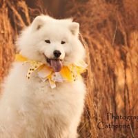 Furside Pet Grooming by null
