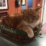 Photo of Civic Feline Clinic