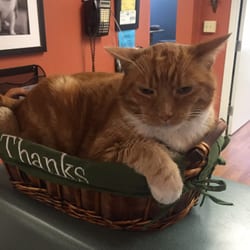 Civic Feline Clinic - The resident cats that greet you!