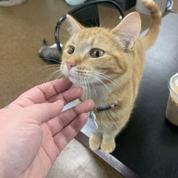 The Cafe Meow - Baby tabby, super playful! - Themed Cafes Near Me - Minneapolis, Minnesota