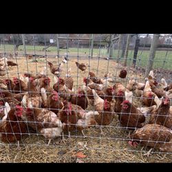 Once Upon A Time Daycare & Preschool - Farm visit