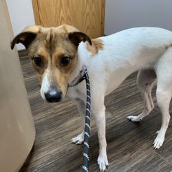 Heartland Pet Hospital - Holly at vet