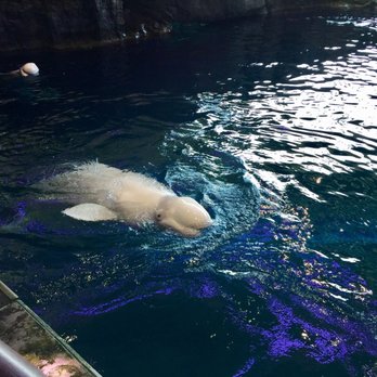 Shedd Aquarium - Aquariums Near Me - Chicago, Illinois
