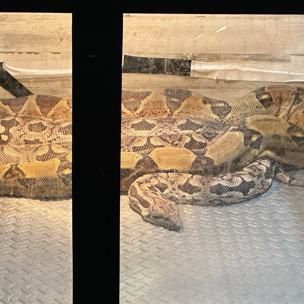Bobby G Pets - Petting Zoos Near Me - Dulles, Virginia