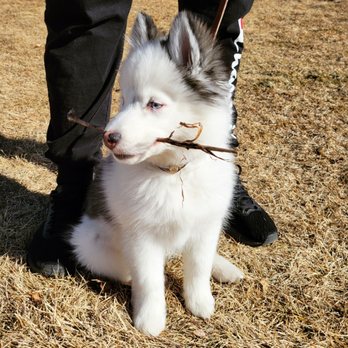 Live Oak Dog Obedience - Happy puppy - Pet Training Near Me - Bluffdale, Utah Live Oak Dog Obedience - Happy puppy - Pet Training Near Me - Bluffdale, Utah