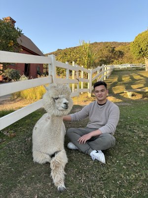 Canzelle Alpacas by null
