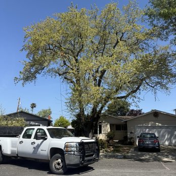 MVP Tree Service - Tree Services Near Me MVP Tree Service - Tree Services Near Me