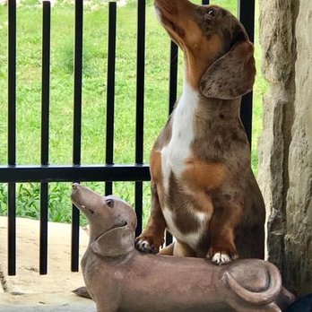 Dream A Dream Dachshunds - Pet Groomers Near Me - Pflugerville, Texas