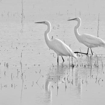 Cosumnes River Preserve - Great Egret - Parks Near Me - Galt, California