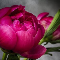 Peony Beauty Studio - PEONY BEAUTY STUDIO