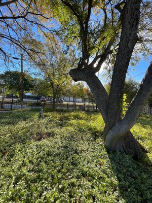 Clark Gardens by null