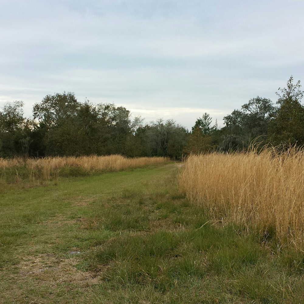 Bell Creek Nature Preserve - Hiking Near Me - Riverview, Florida