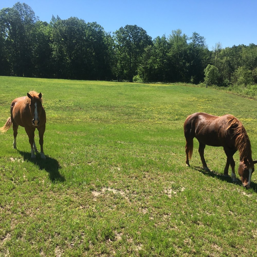 C&C Farm - Horseback Riding Near Me - Louisburg, North Carolina