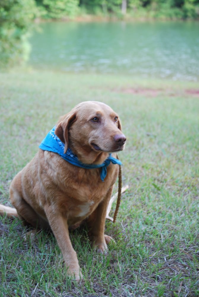 HERO TRAINING K9 Dog Walkers Franklin, GA Phone Number Yelp