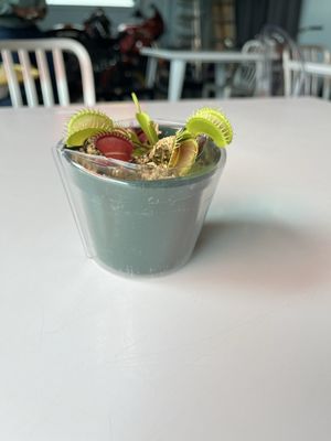 Top Dead Center (Cafe) Seattle by null