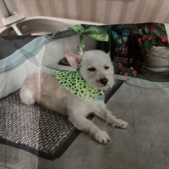 Lodi Animal Hospital - Scruffy in 2015 When I rescued him after adopting him from All My Tomorrow's. He really rescued me! - Veterinarians Near Me - Lodi, California Lodi Animal Hospital - Scruffy in 2015 When I rescued him after adopting him from All My Tomorrow's. He really rescued me! - Veterinarians Near Me - Lodi, California