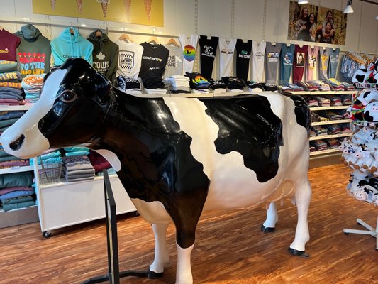 COWS Niagara-On-The-Lake by null