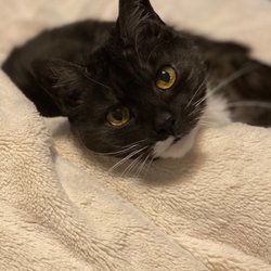 Home Euthanasia for Pets