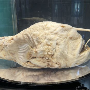 Cabrillo Marine Aquarium - Angler fish - Aquariums Near Me - San Pedro, California Cabrillo Marine Aquarium - Angler fish - Aquariums Near Me - San Pedro, California