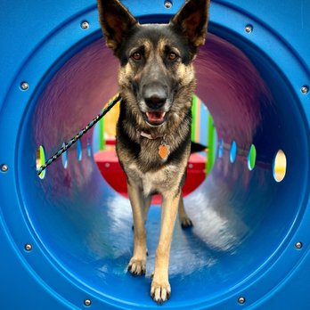 Savvy Dog Society - Dog Walkers Near Me Savvy Dog Society - Dog Walkers Near Me