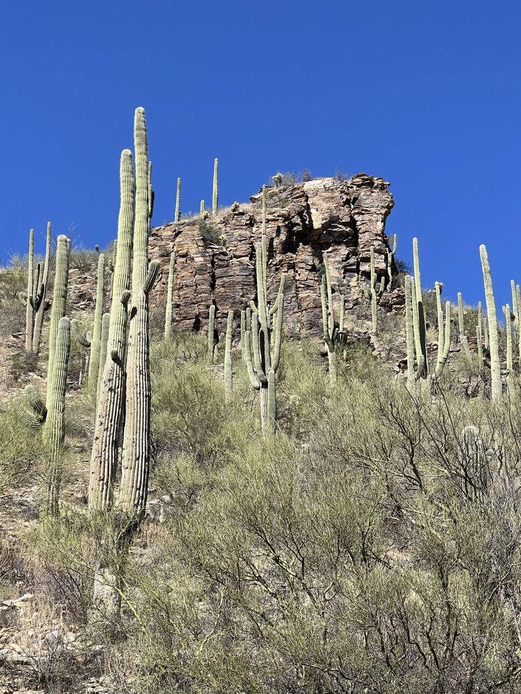 Jessica Rojas, MS, LPC, NCC - grief counselor in Tucson, AZ