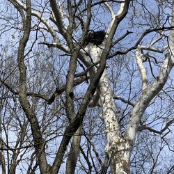 Southwestway Park - Eagles nest